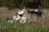 ALASKAN MALAMUTE 444